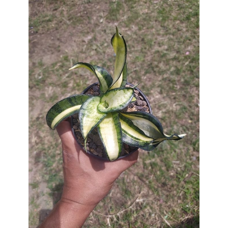 Sansivera Golden wendys