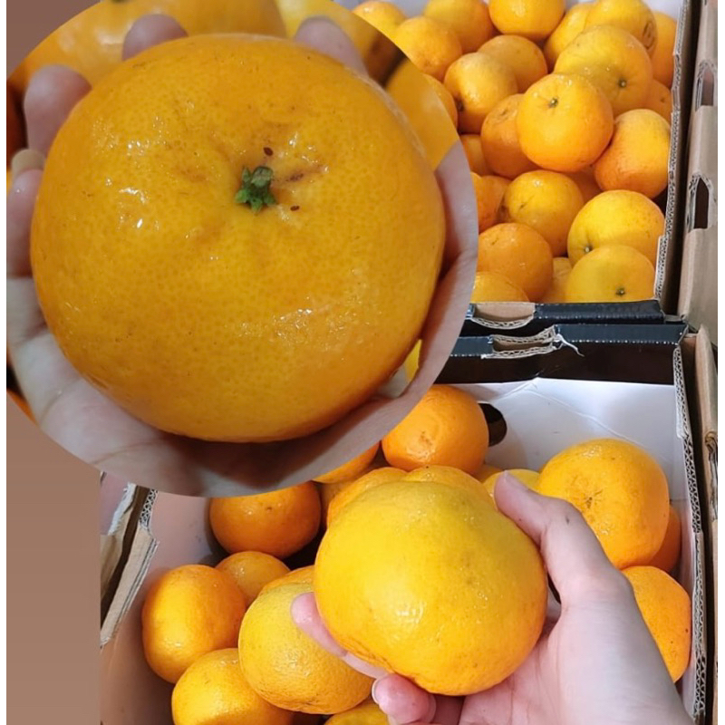 

Jeruk Wokam Mandarin