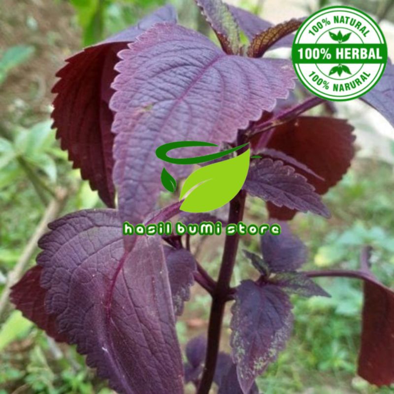 

daun iler daun jawer kotok segar 500gram