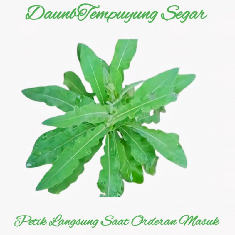 

Daun Tempuyung Segar Fres Isi 250 Gram