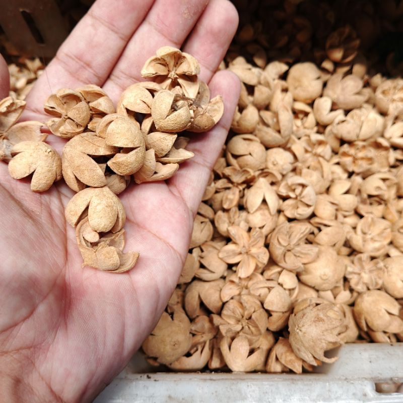 

biji Puspa - biji ceplikan - bunga Puspa - biji Puspo ecer - bunga Puspa 1 kg - biji waru - buah waru