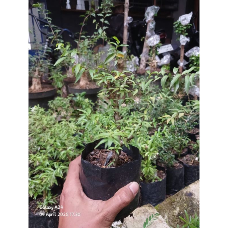 Bonsai anting putri mikro bahan shito