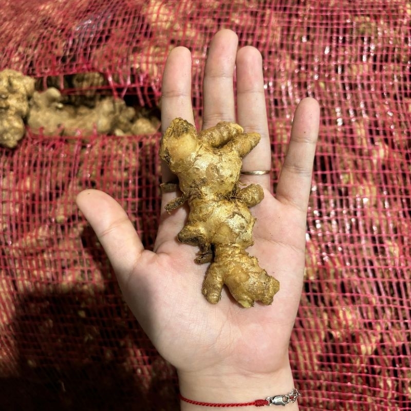 

500 gram jahe emprit( lebih pedas dari jahe biasa)