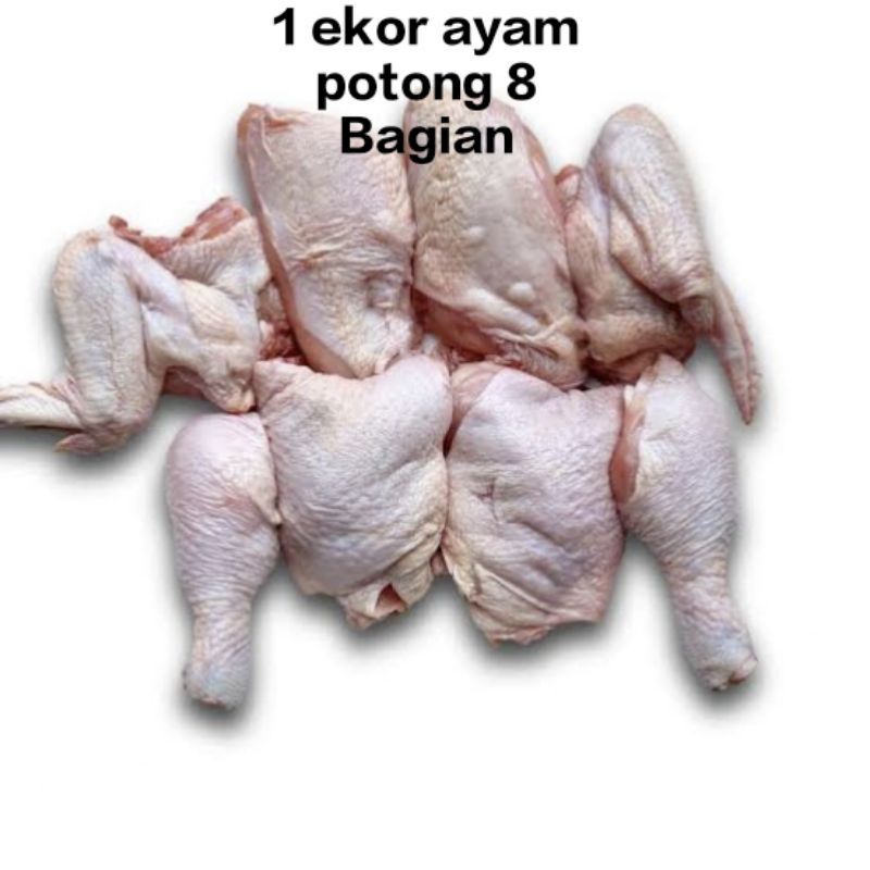 

Ayam negeri ekor segar/ ayam negeri potong/ ayam negeri segar/ayam boiler segar 1 ekor kurang lebih 1,3kg