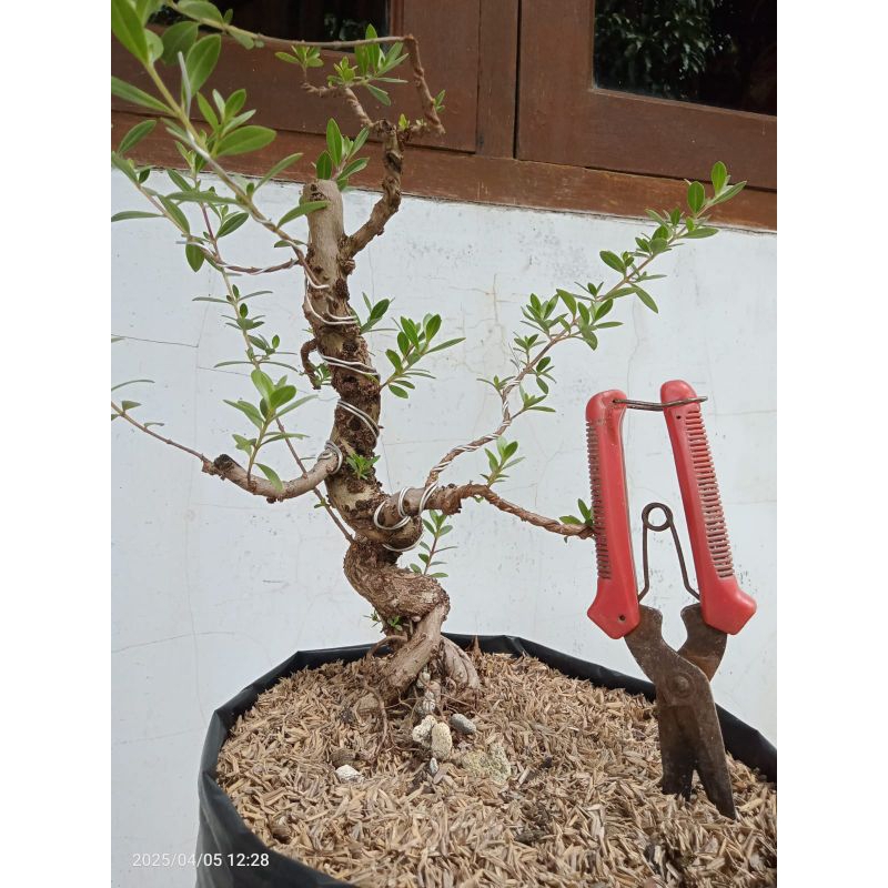 Bahan Bonsai Santigi