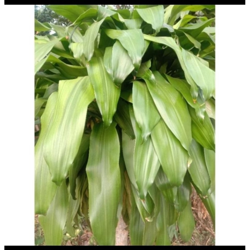 

daun hanjuang segar 1kg