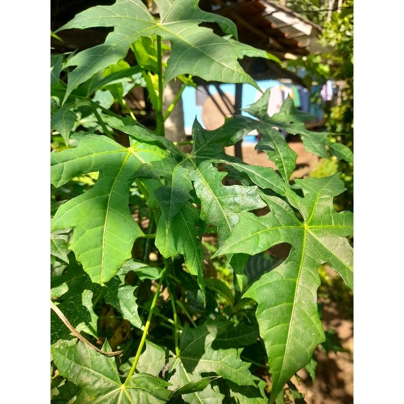 

Daun gedi segar atau pepaya jepang 500gram