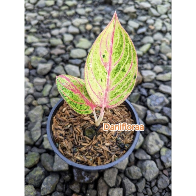 Aglonema Goliath Trah Merah Anakan