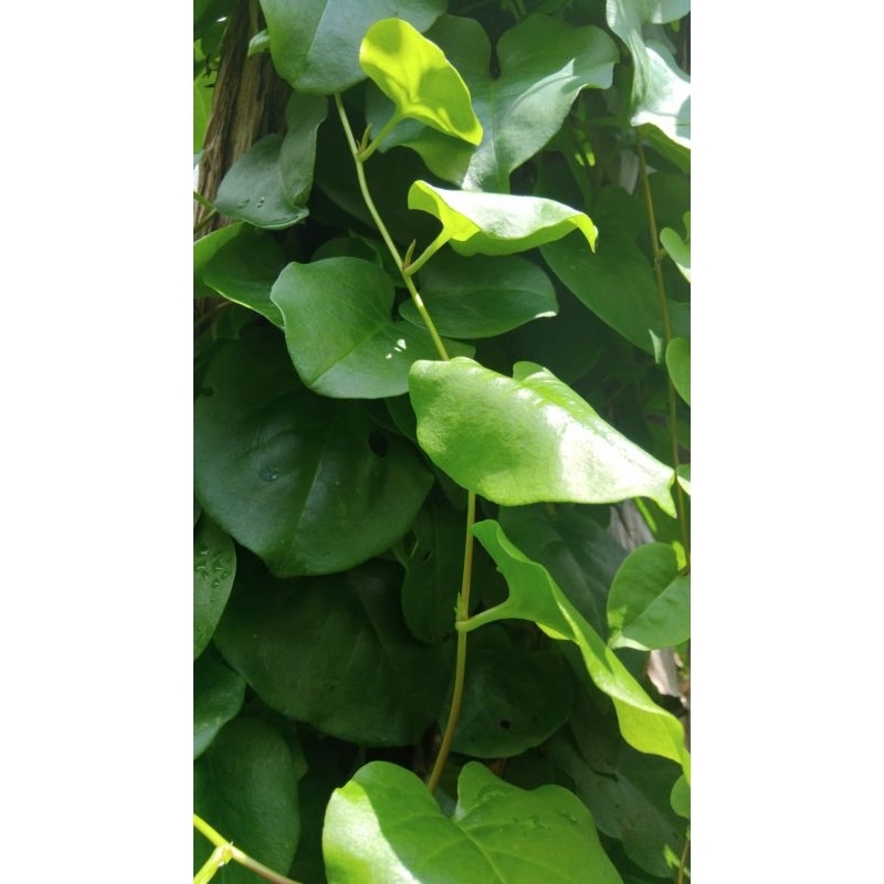

Jual daun binahong segar organik 1kg