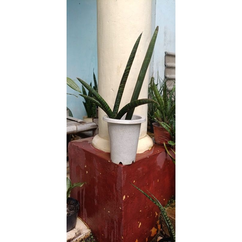 sansevieria cylindrica canaliculata