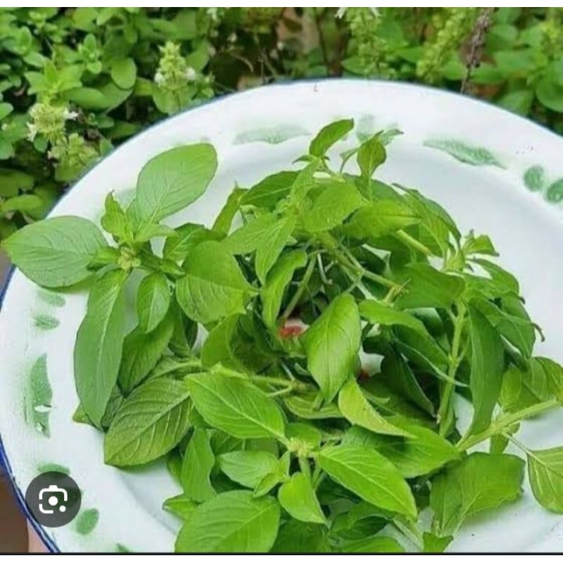 

daun kemangi
