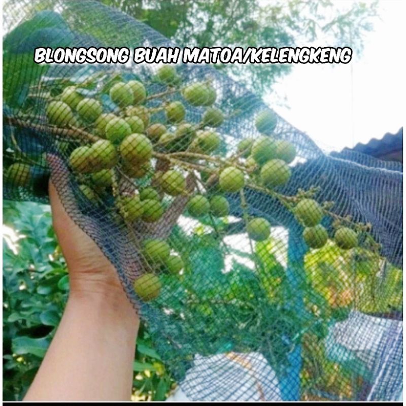WARING BLONGSONG BUAH MATOA. ISI 20 PCS. BRONGSONG MATOA. JARING PEMBUNGKUS BUAH KELENGKENG. BLONGSO