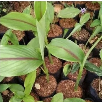 

bibit temu putih /pcs