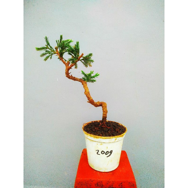 bonsai cemara sinensis