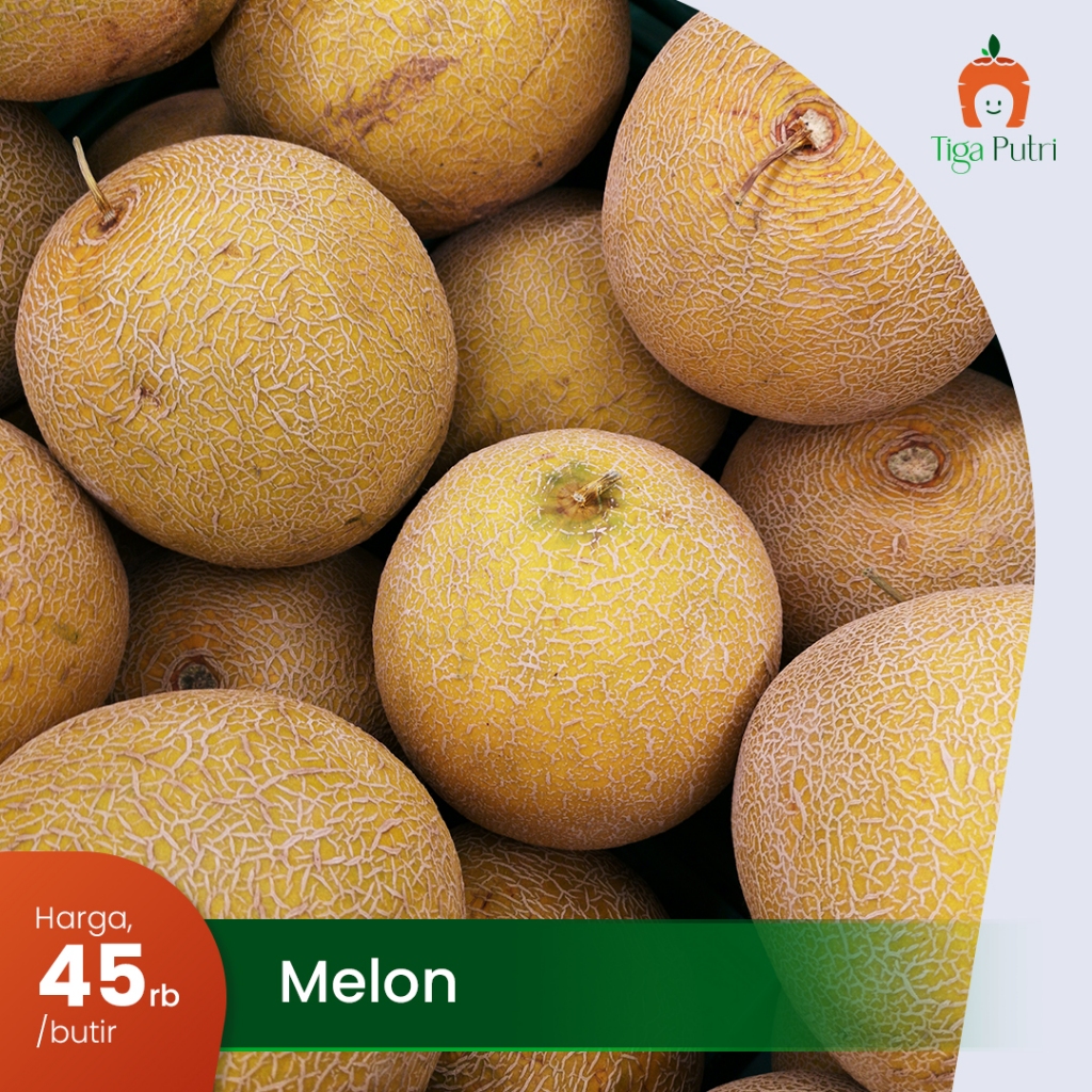 

BUAH MELON MANIS & SEGAR