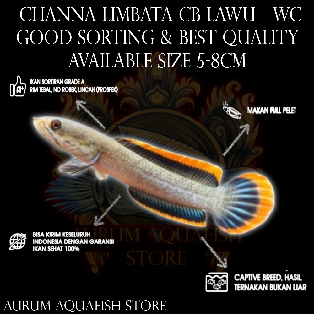Stiker Tempel Channa Limbata CB Lawu Sortiran Bagus - Channa Gabus Hias - Aurum Aquafish Store