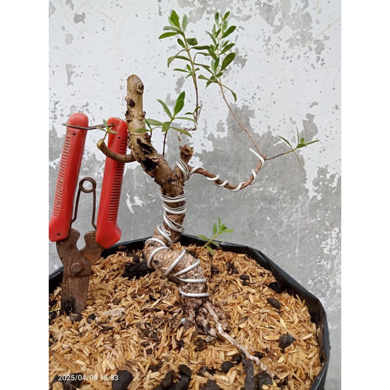 Bahan Bonsai Santigi