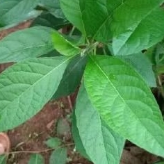 

Daun aprika segar 100 lembar