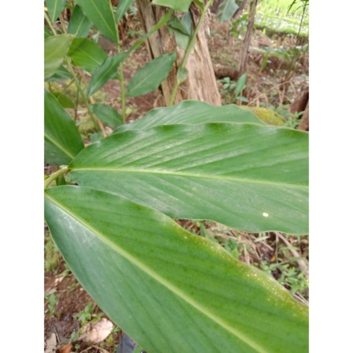 

terbaik daun kapol termurah 100gram daun segar baru dipetik