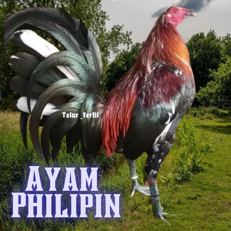 

telur ayam Philipin asli petarung bisa untuk di tetaskan