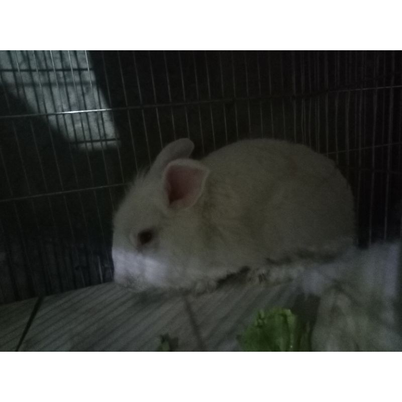 Kelinci Jantan Wajah Singa Gesit lincah dan Jago kawin