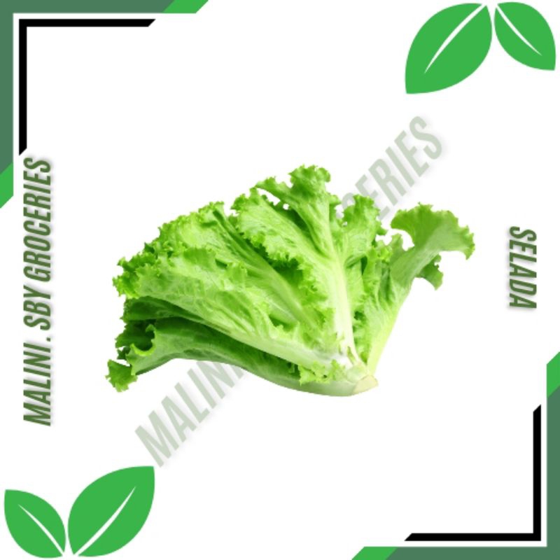 

SELADA AIR/SELADA HIJAU/SELADA SALAD 100GR