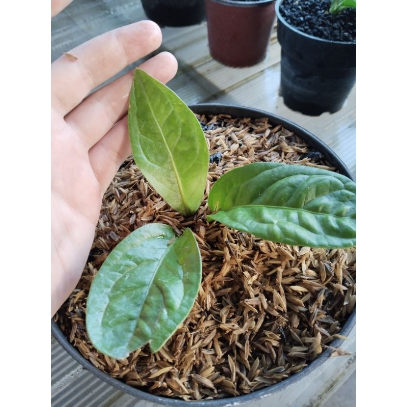 anthurium mangkok Jaguar varigata