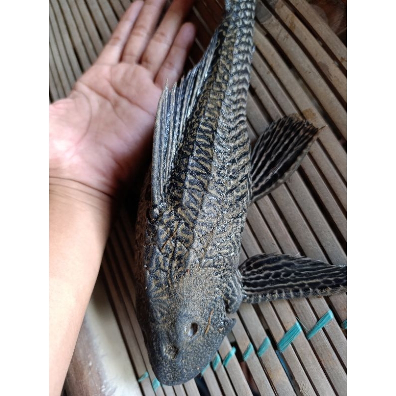 Ikan Sapu Sapu Jumbo Ukuran 25~30 Cm ll Ikan Sapu-sapu Hidup