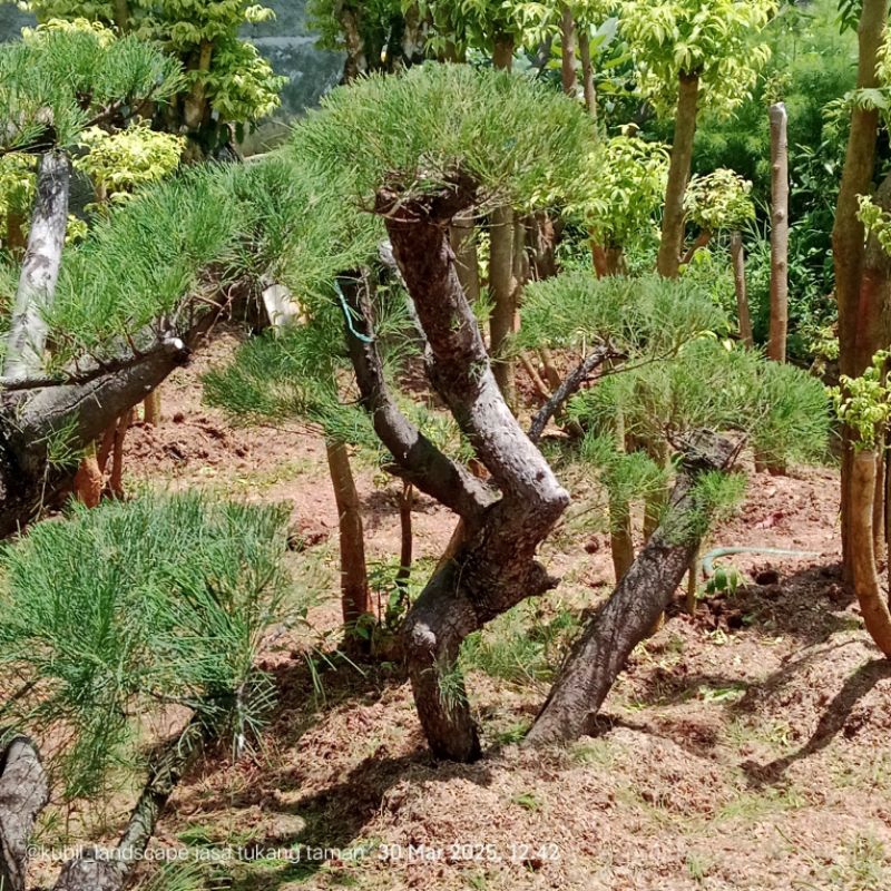 Pohon bonsai cemara udang bonsai taman