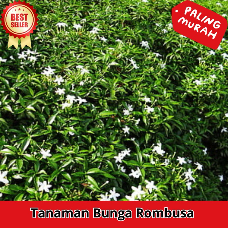 (SUDAH BERBUNGA) Tanaman Hias Rombusa - Bunga Rombusa - Pohon Rombusa Aneka Jenis