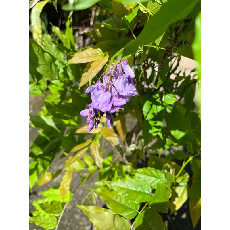 Wisteria Sinensis/Chinese Wisteria