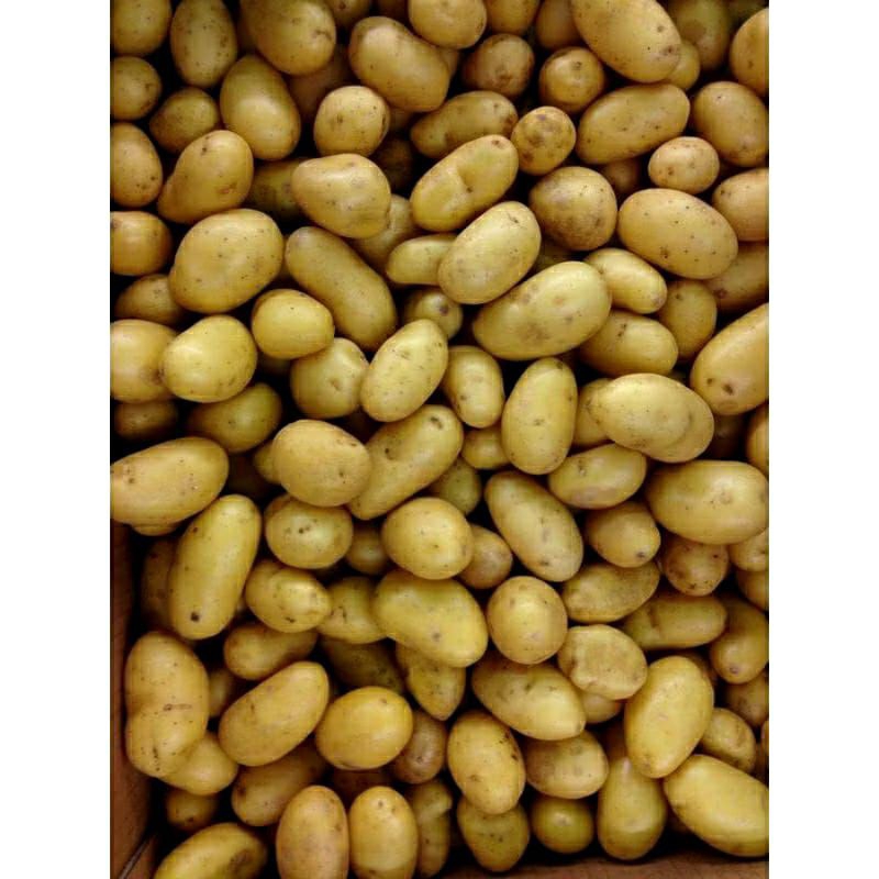 

kentang sedang 500