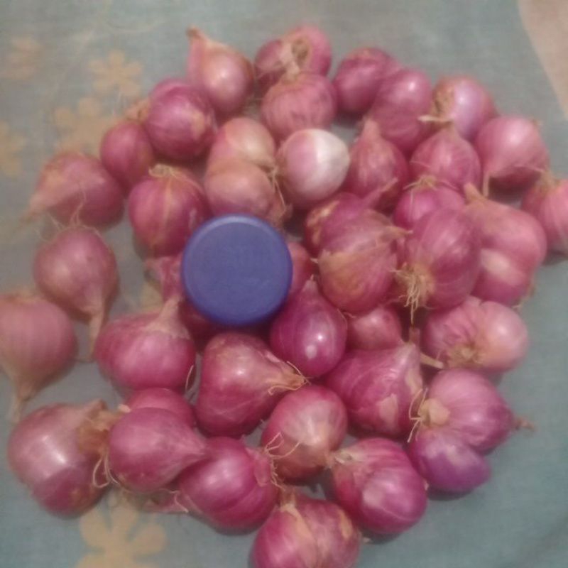 

Bawang Merah Probolinggo Superan 500 gram