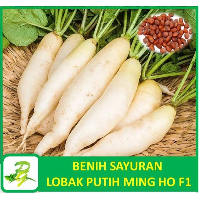 PEERINA BENIH SAYURAN : Benih Lobak Putih Ming Ho F1