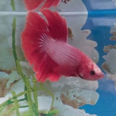 M+ Cupang HM Cambodian Hellboy Dragon *Instant Hanya Makassar*