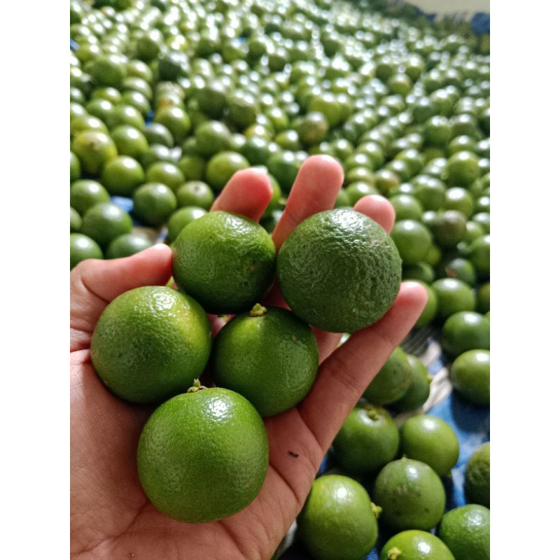 

3Kg JERUK SONGKIT atau Jeruk peras