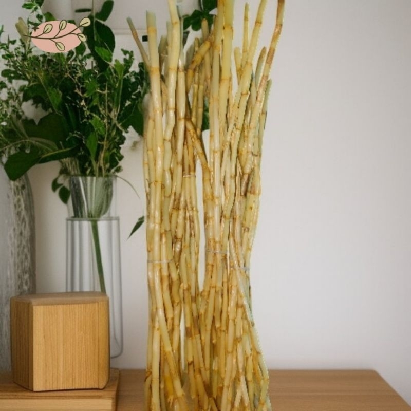 

Akar alang-alang akar ilalang obat herbal alami