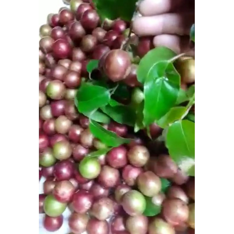 

kem matang 1/2 kg petik dadakan
