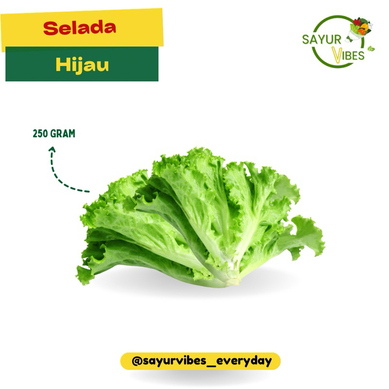 

Selada hijau segar 250gr kaya serat & vitamin Sayur Vibes / Daun selada