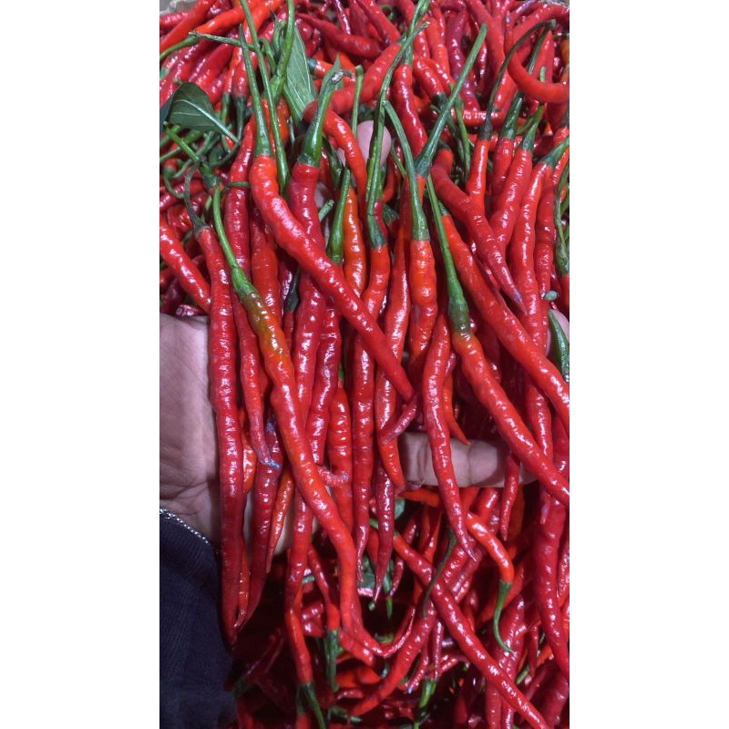 

cabe merah KCM