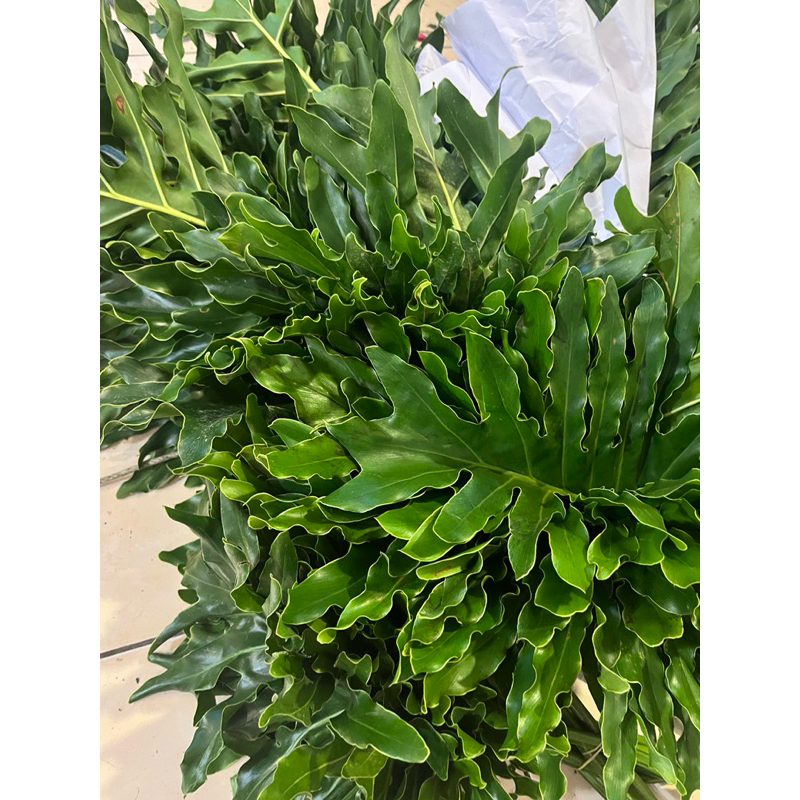 

Daun Potong Segar Phillo