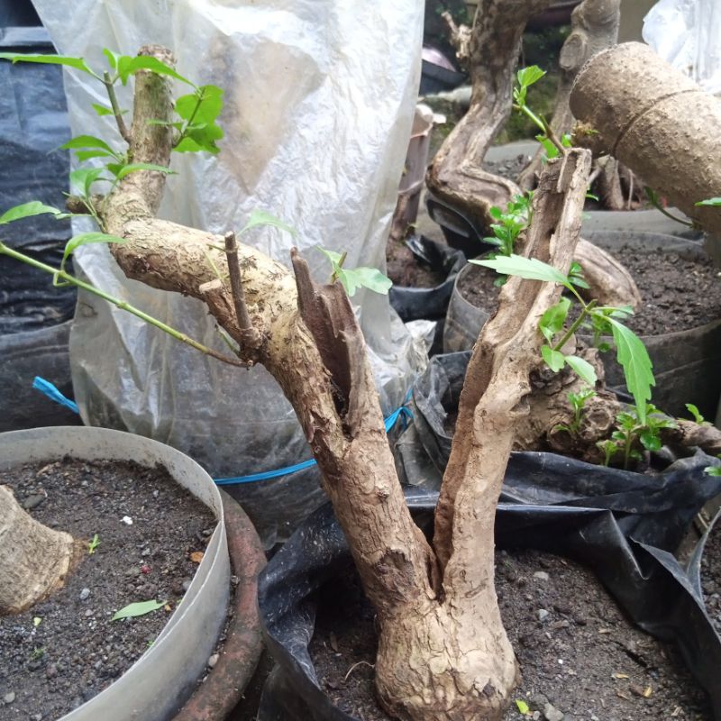 Bahan Bonsai Wahong Singkil Dongkelan Karakter Tua Small Size Real Pict Bisa untuk Sambungan Sancang