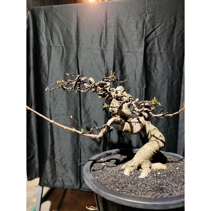 Bonsai Waru Taiwan Original Bonsai