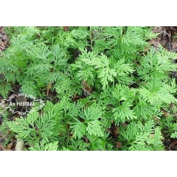 

Promo Daun Cakar Ayam Segar 250 gram -