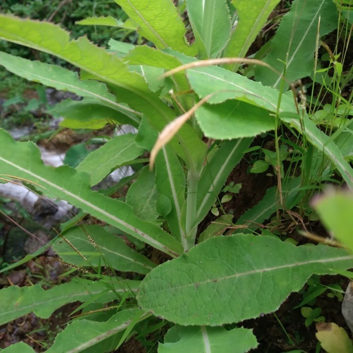 

daun tempuyung segar 250gram