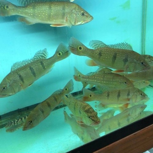 pbass kelberi size 10-11cm garansi cod