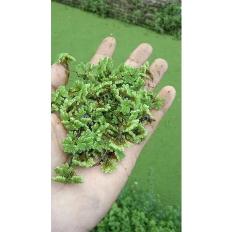 AZOLLA 1/4 kg azolla 250 gram pakan ikan ayam entok bebek unggas