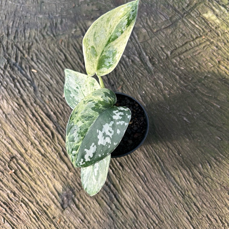 Scindapsus argyreus white marble varigata