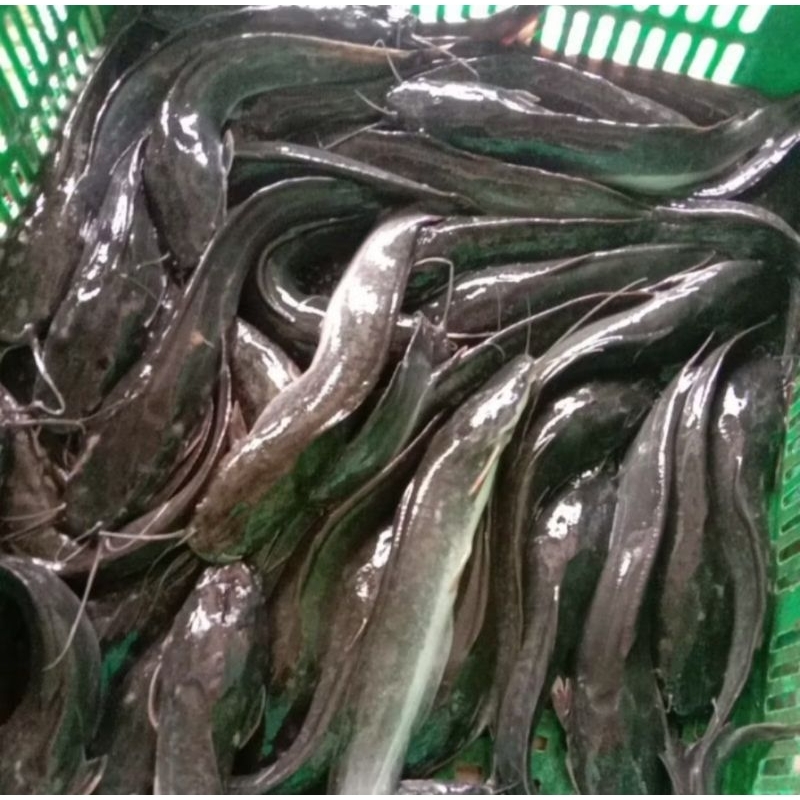 

Ikan Lele Segar , Ikan Fresh/Frozen