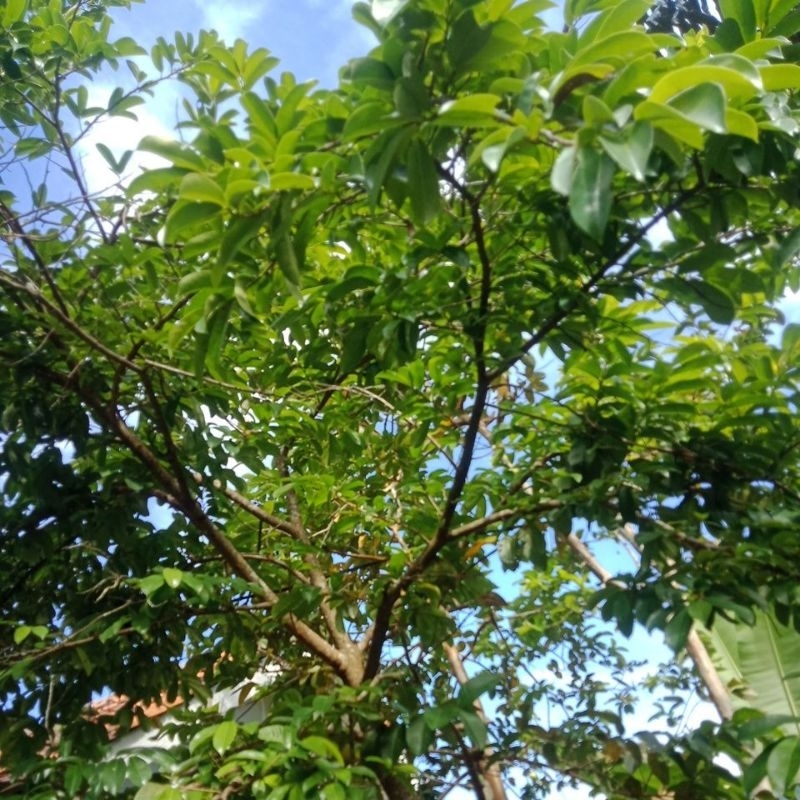 

daun sirsak 120lembar